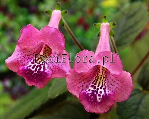 Mini sinningia SRG's Moulin Rose