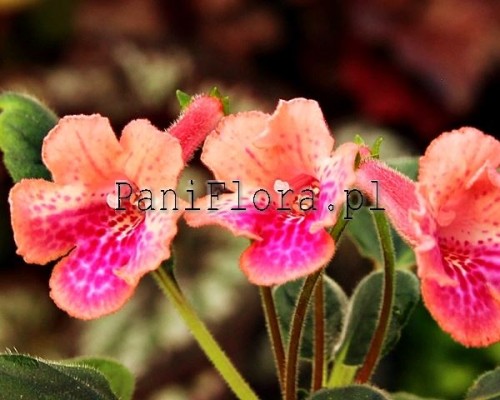 Mini sinningia SRG's Peach Eruption