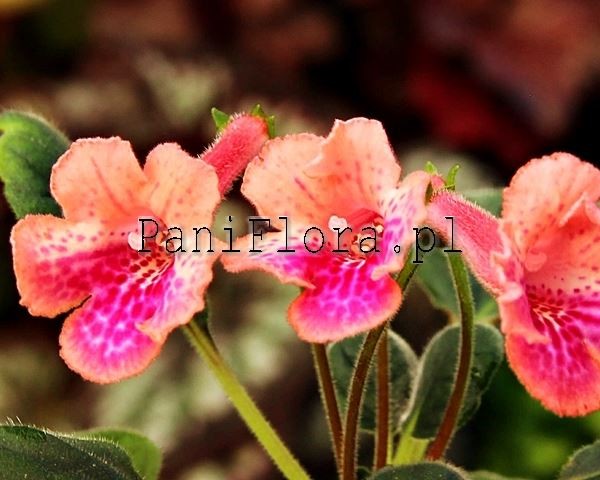 Mini sinningia SRG's Peach Eruption