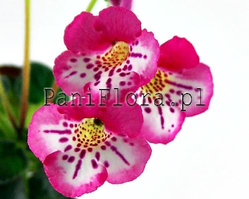 Mini sinningia SRG's Pappanash