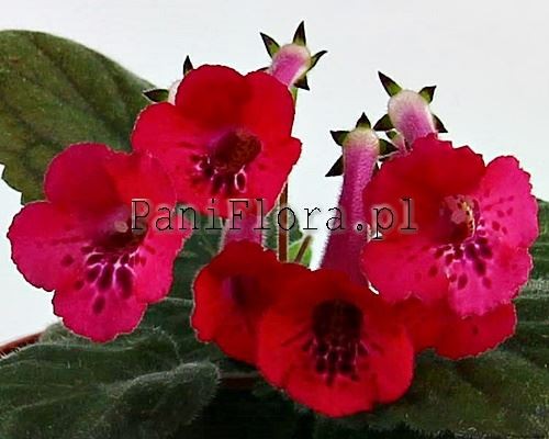 Mini sinningia SRG's Paprika