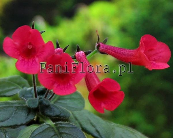 Mini sinningia SRG's Roxy