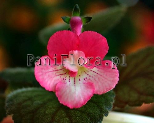 Mini sinningia SRG's Saga