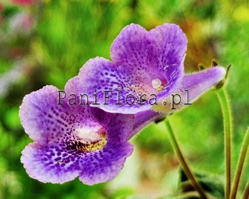 Mini sinningia SRG's Sandy Purple