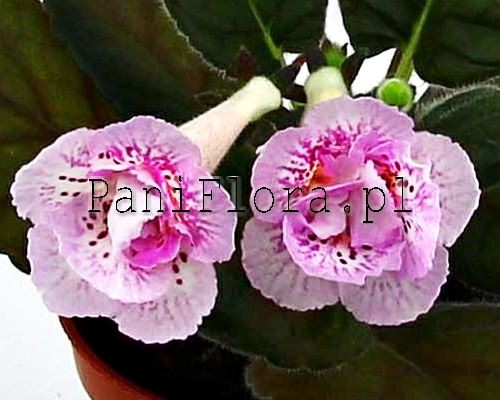 Mini sinningia SRG's Sascha