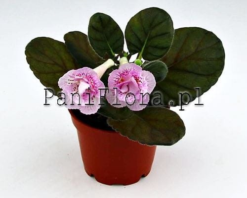 Mini sinningia SRG's Sascha