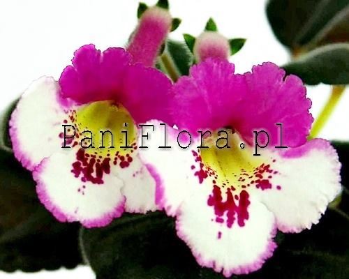 Mini sinningia SRG's Sigun