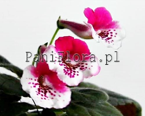 Mini sinningia SRG's White Rouge