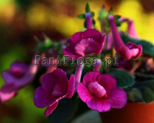 Mini sinningia SRG's Wild Cherry