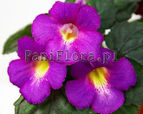 Mini sinningia SRG's Wormhole