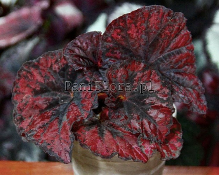 Begonia DS-Luxury Red