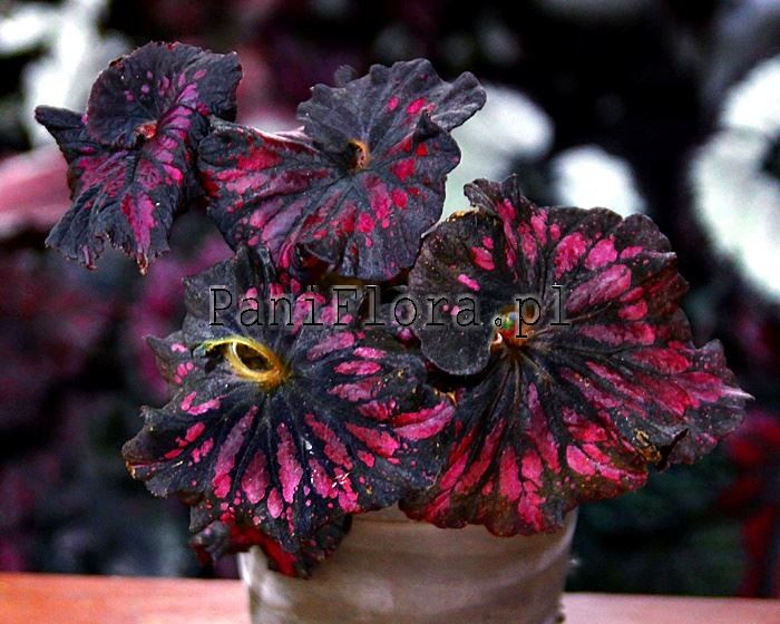 Begonia DS-Baccarat