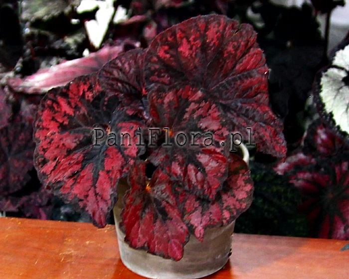 Begonia DS-Luxury Red