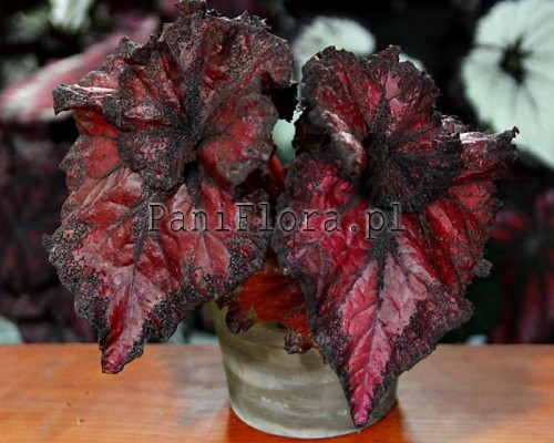 Begonia DS-Carmen