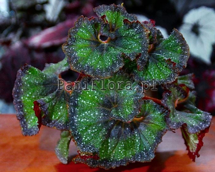 Begonia DS-Juliet