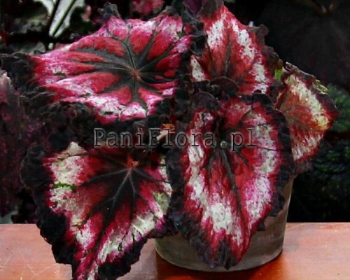 Begonia DS-Extravaganza