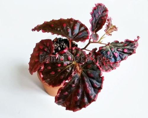 Begonia Furia
