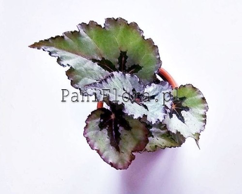 Begonia DS-Mirrorred
