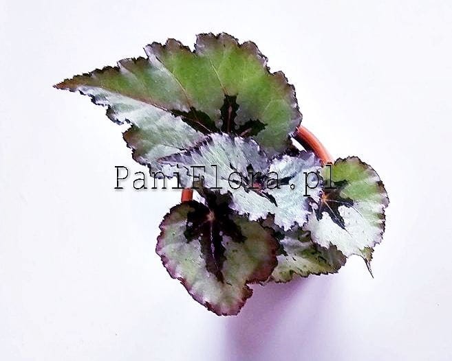 Begonia DS-Mirrorred
