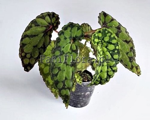 Begonia U038