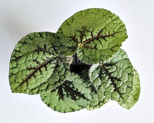 Begonia U664