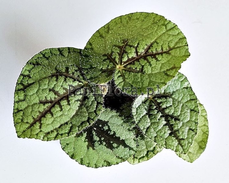Begonia U664