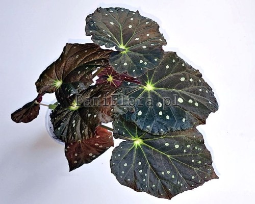 Begonia Starry Sky