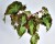 Begonia colorata