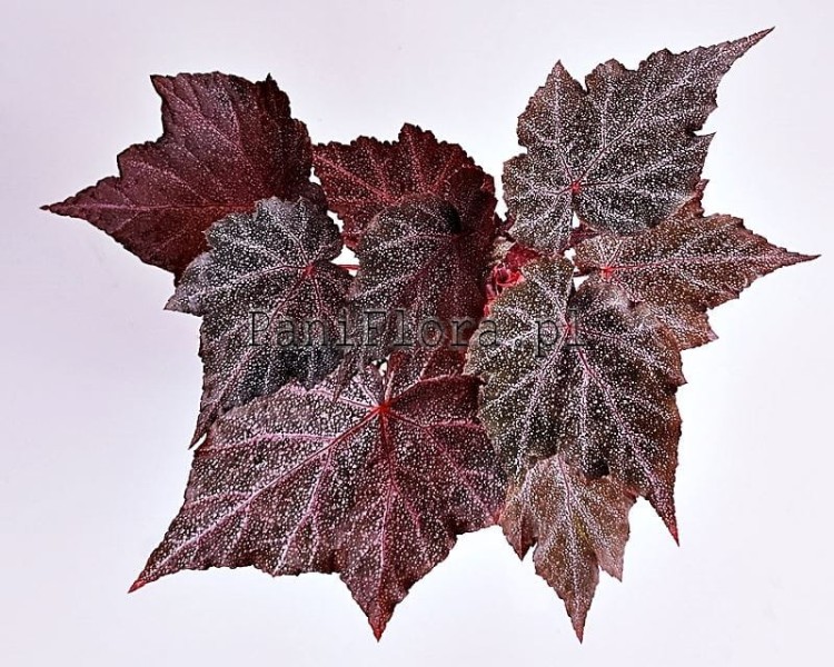 Begonia Robin