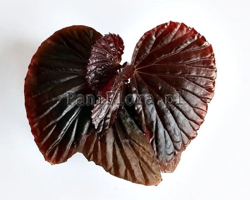 Begonia sp. Black Metallic