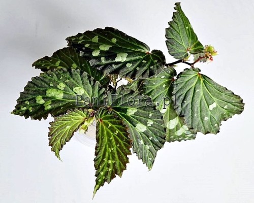 Begonia sp. Mantuk