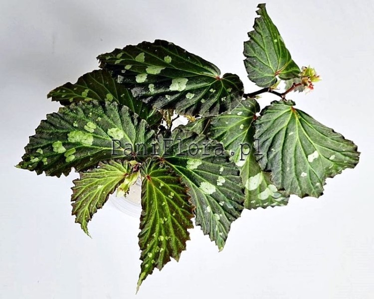 Begonia sp. Mantuk