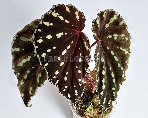 Begonia sp. Sumatra white dots