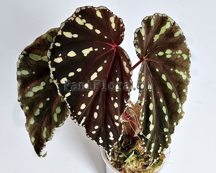 Begonia sp. Sumatra white dots