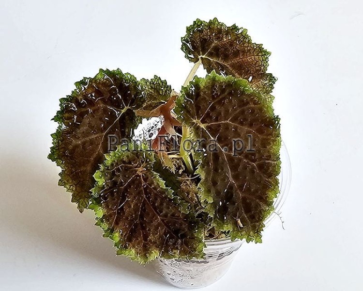 Begonia sp. Timika