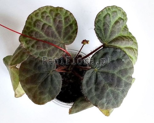 Begonia sp. Kelantan