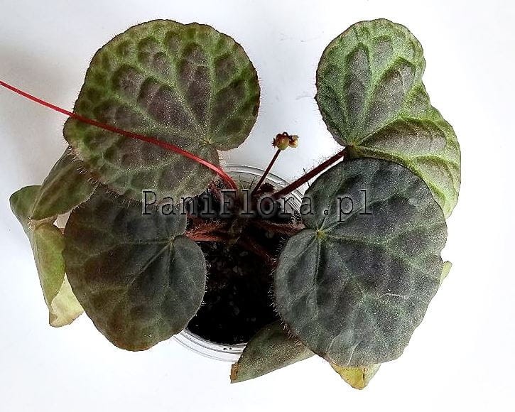 Begonia sp. Kelantan
