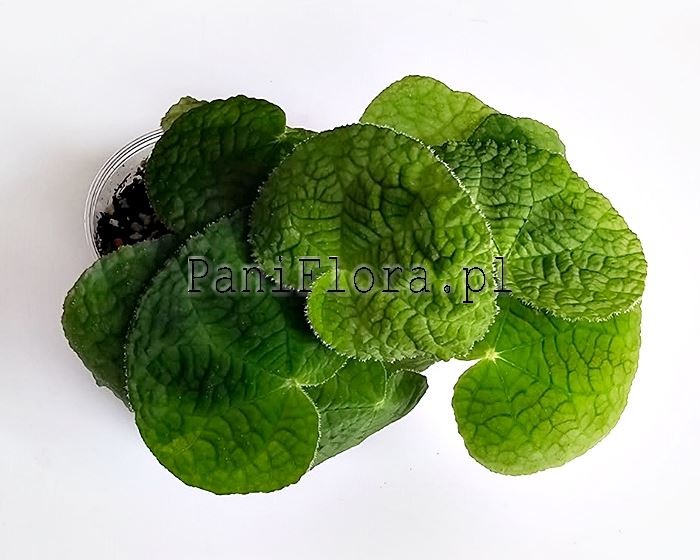 Begonia semiparietalis