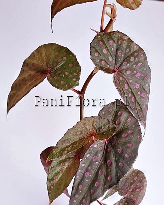 Begonia malachosticta
