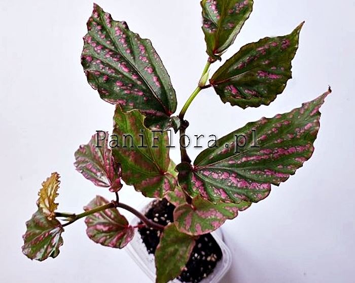 Begonia sp. Lampung Crazy Pink