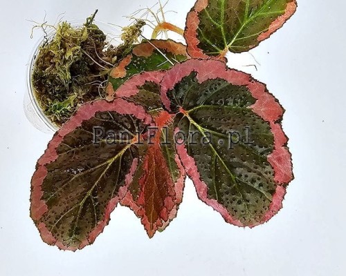 Begonia fulvovillosa