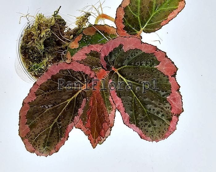 Begonia fulvovillosa