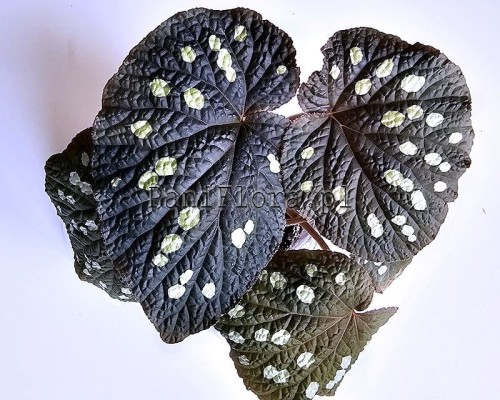 Begonia erectocarpa