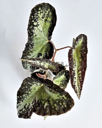 Begonia variabilis