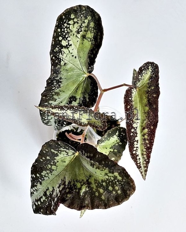 Begonia variabilis
