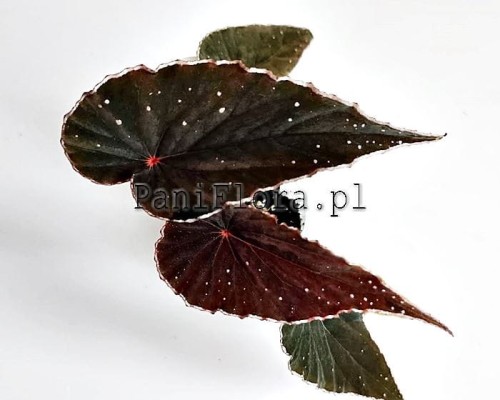 dinhdui x nothobaramensis