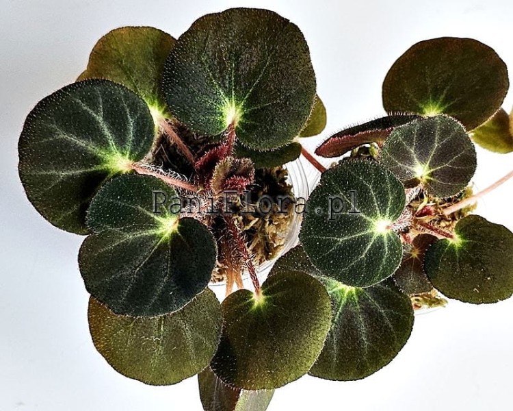 Begonia subacida