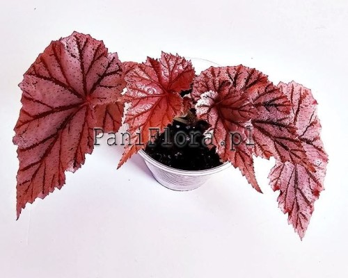 Begonia Tingley Mallet