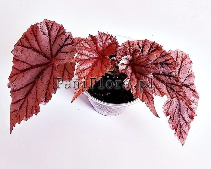 Begonia Tingley Mallet