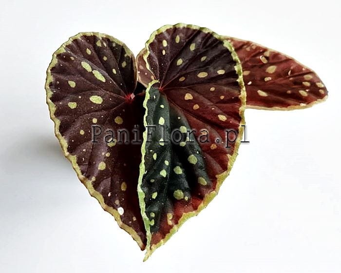 Begonia chlorosticta x darthvaderiana